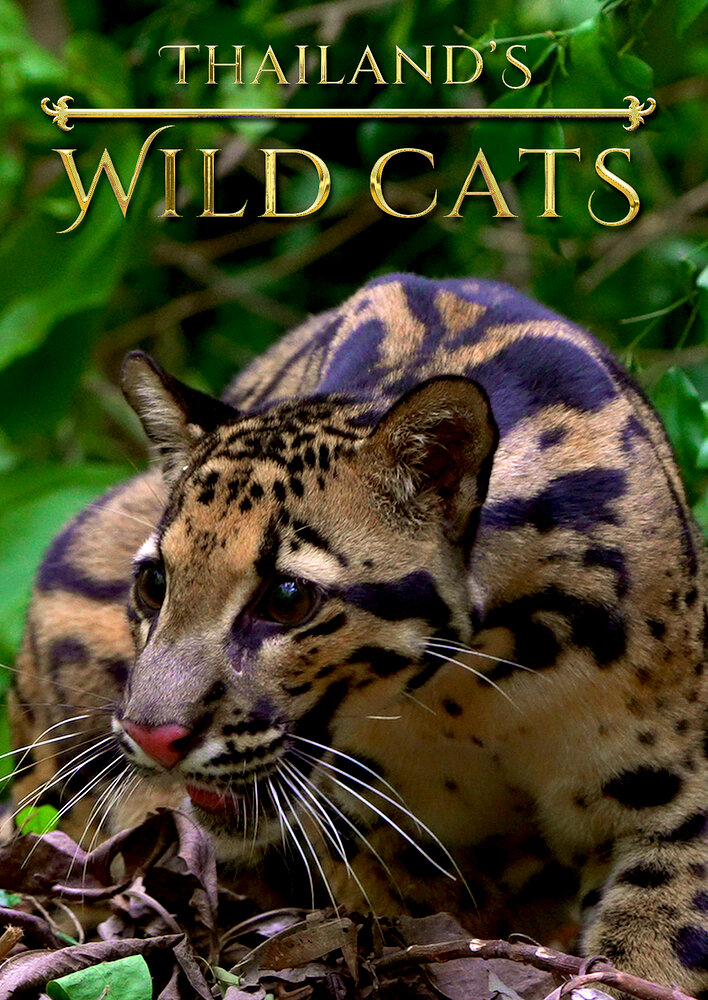 Thailand's Wild Cats