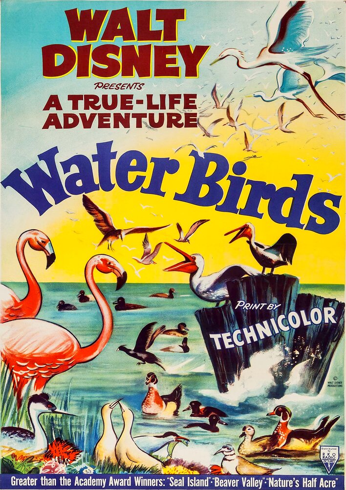 Water Birds