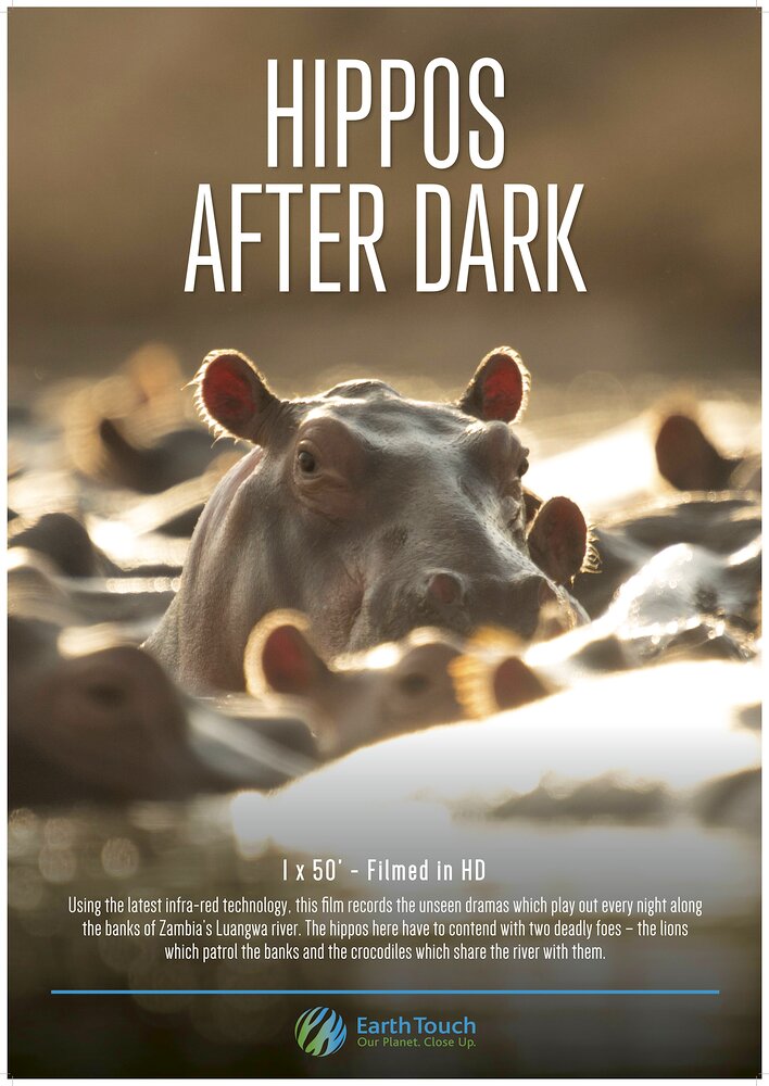 Hippos After Dark