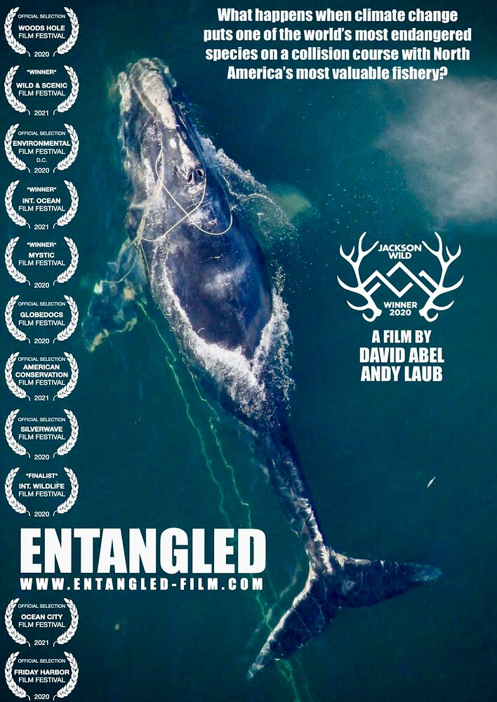 Entangled: The Race to Save Right Whales from Extinction