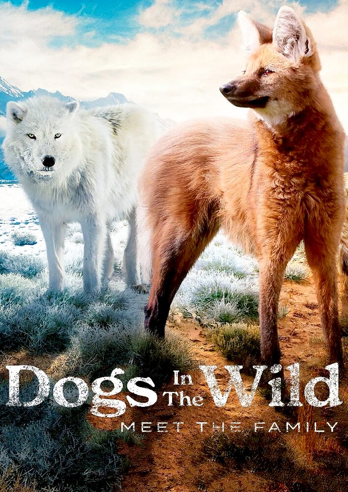 Dogs in the wild