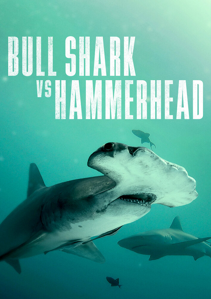 Bull Shark Vs. Hammerhead