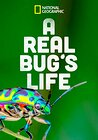 A Real Bug's Life